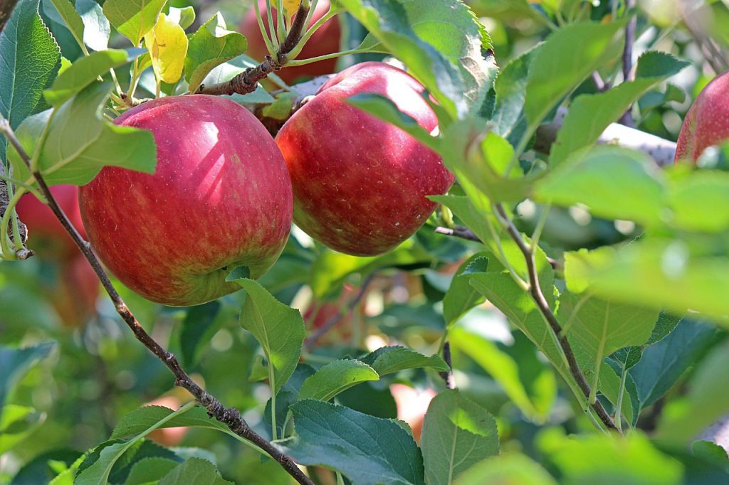 apple, ripe, red-2720105.jpg