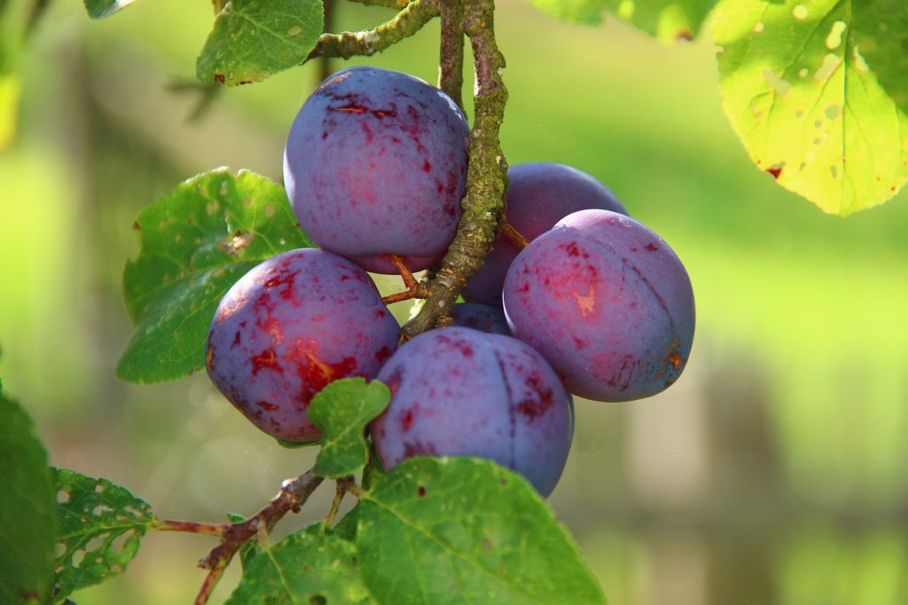 plums, ripe, fruit-276075.jpg