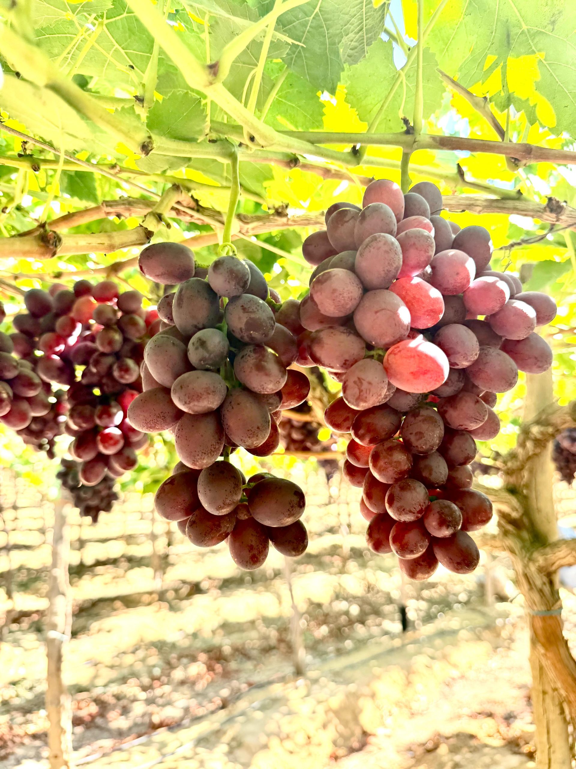 مزارع فوضه